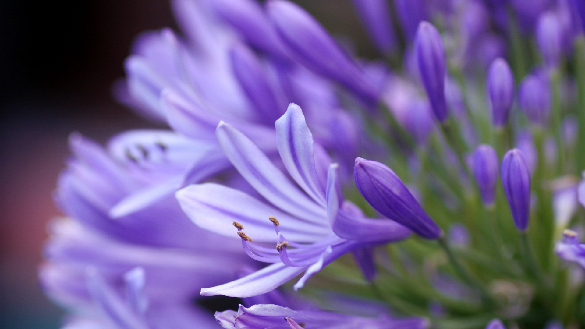 Download Free Lavender Flower Backgrounds 