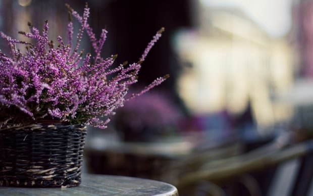 Lavender Flower Desktop Background.