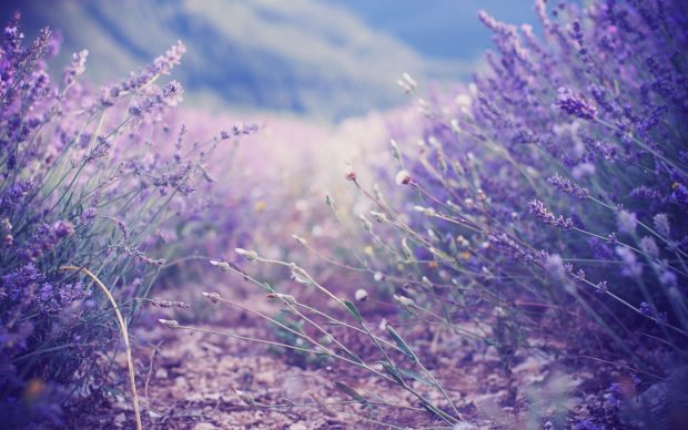 Lavender Flower Desktop Backgrounds.