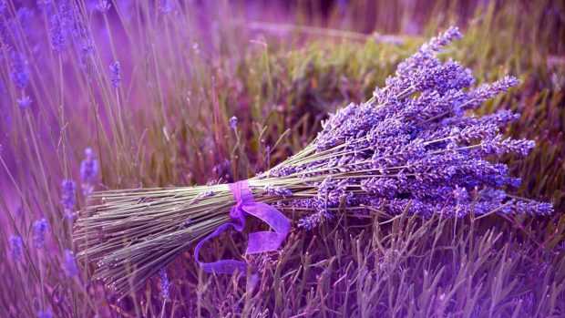 Lavender Flower Desktop Wallpaper.