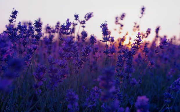 Lavender Flower HD Background.