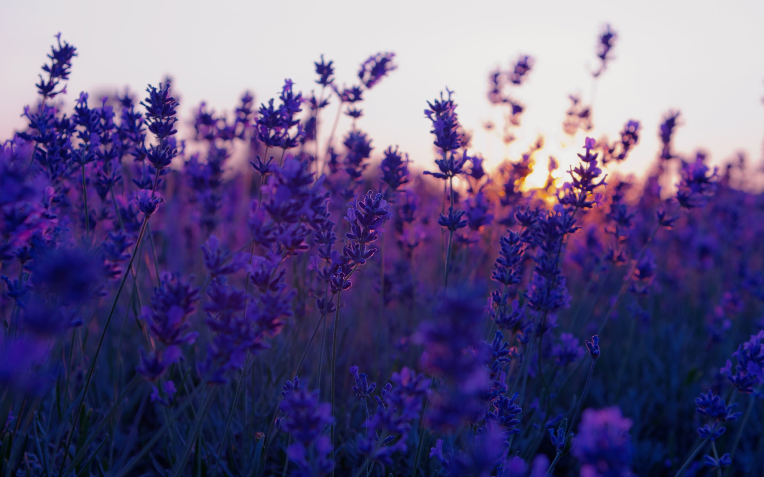 HD Lavender Flower  Backgrounds  PixelsTalk Net