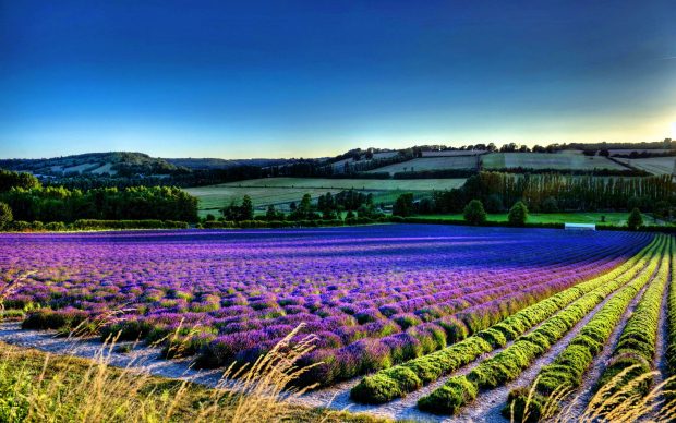 Lavender Flower HD Backgrounds.