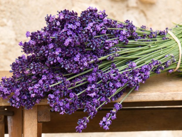Lavender Flower HD Images.
