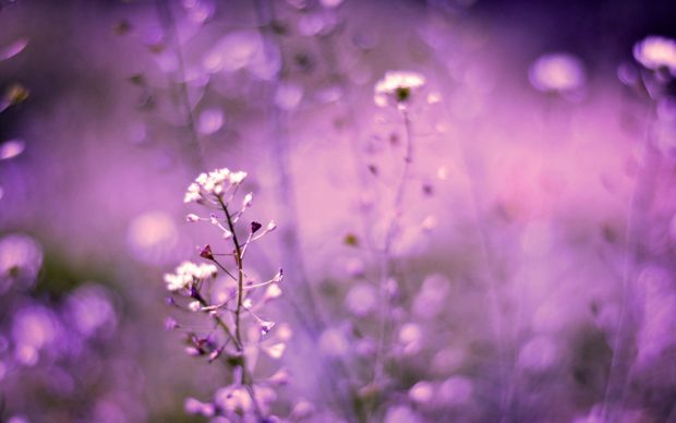 Lavender Flower HD Photo.