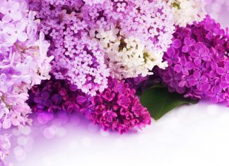 Lavender Flower HD Picture.