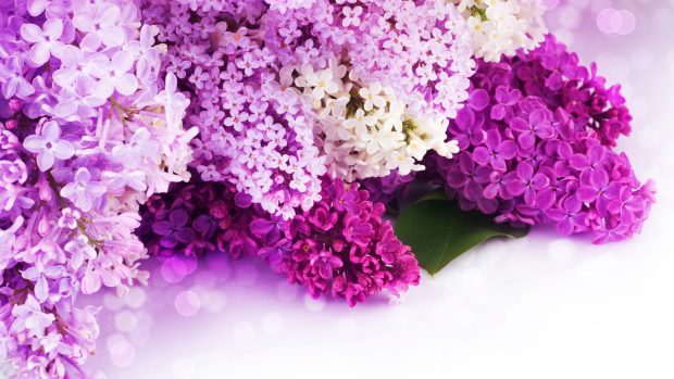 Lavender Flower HD Picture.