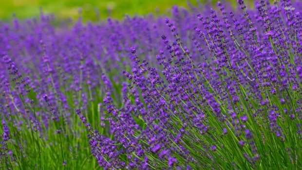 Lavender Flower HD Pictures.