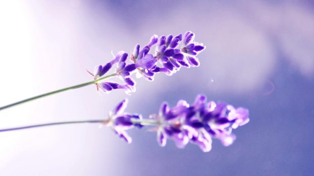 Lavender Flower HD Wallpapers.