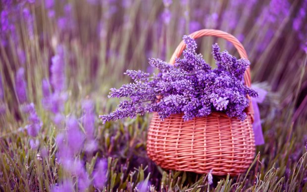 Lavender Flower Image.