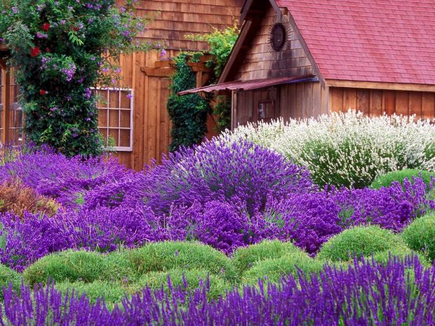 Lavender Flower Image HD.