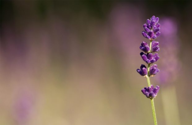 Lavender Flower Images HD.