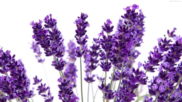 Lavender Flower Photo.