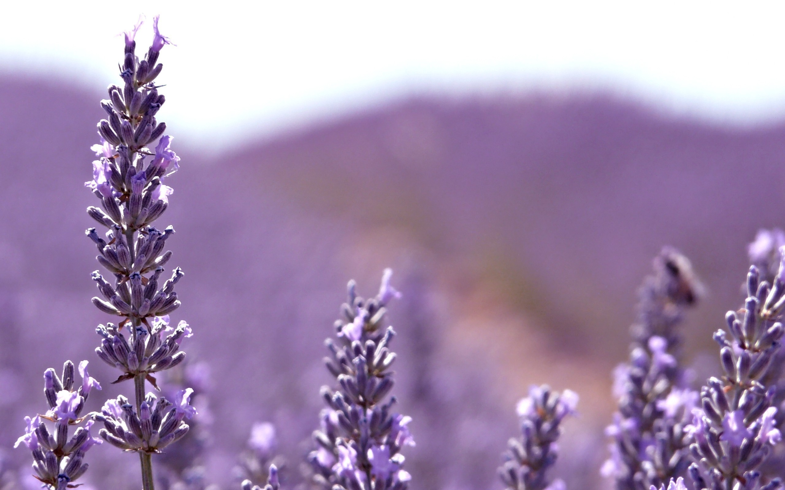 Wallpaper field flowers nature bee lilac bokeh Lavender images for  desktop section цветы  download