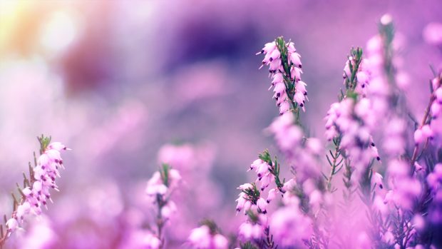 Lavender Flower Photos.