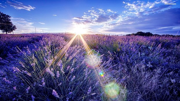 Lavender Flower Photos HD.