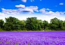 Lavender Flower Picture Download Free.
