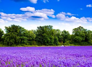 Lavender Flower Picture Download Free.