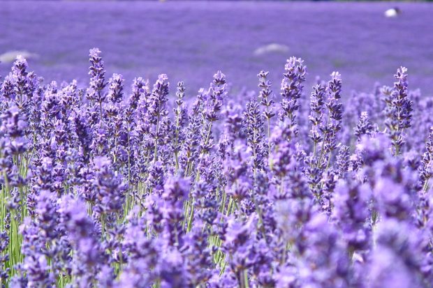 Lavender Flower Picture Free Download.