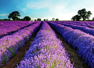 Lavender Flower Picture HD.
