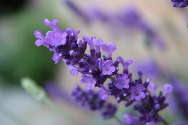 Lavender Flower Pictures.