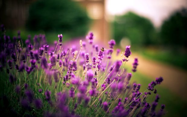 Lavender Flower Wallpaper HD.