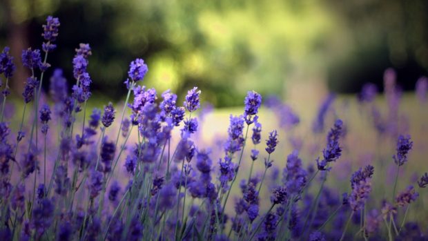 Lavender Flower Wallpapers.