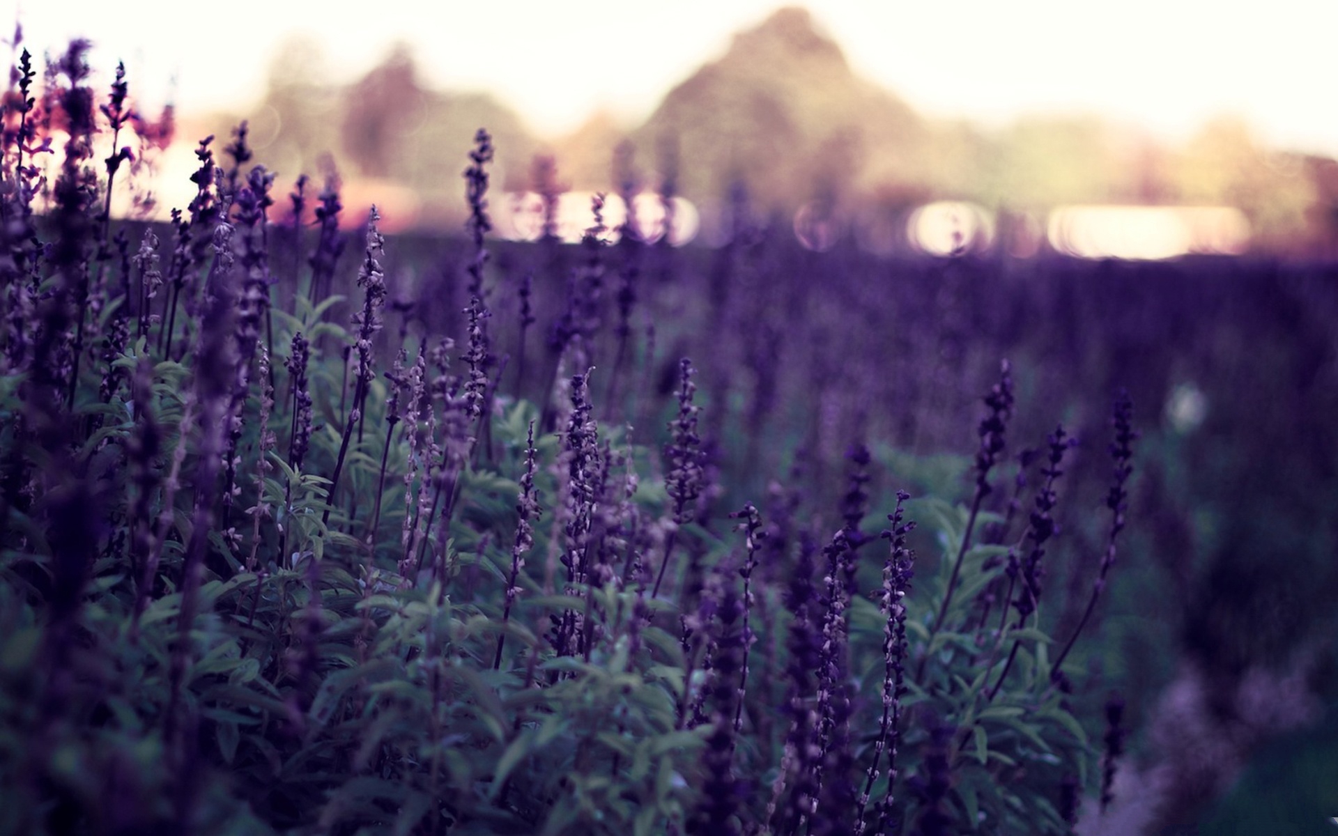 lavender aesthetic wallpaper  Iphone wallpaper girly Pretty wallpapers  Aesthetic iphone wallpaper