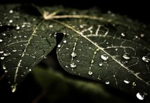 Leafy droplets wallpaper 2560x1440.