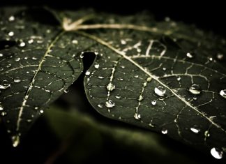 Leafy droplets wallpaper 2560x1440.