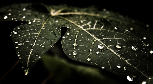 Leafy droplets wallpaper 2560x1440.