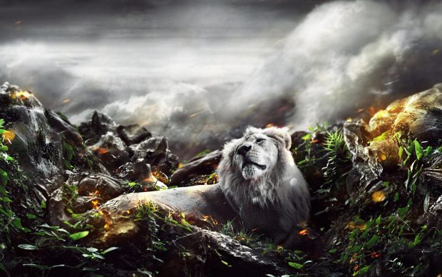 Lion amazing view 3D new wide wallpapers.