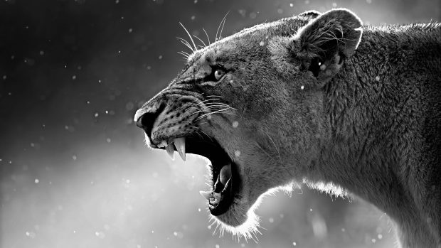 Lioness in black and white wallpaper for 3840x2160 4k.
