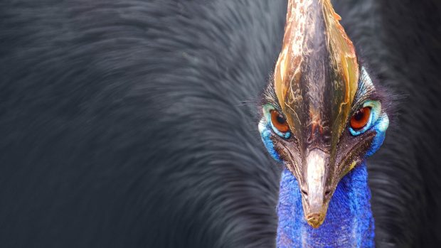 Peacock Feathers Background Download Free.