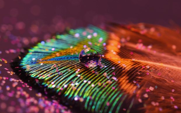 Peacock Feathers Background HD.