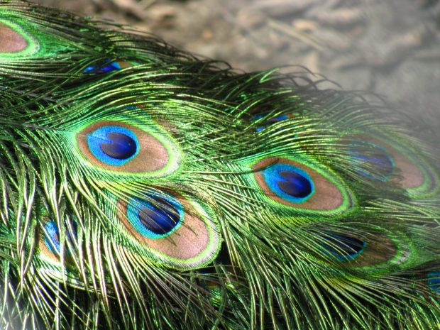 Peacock Feathers Backgrounds.