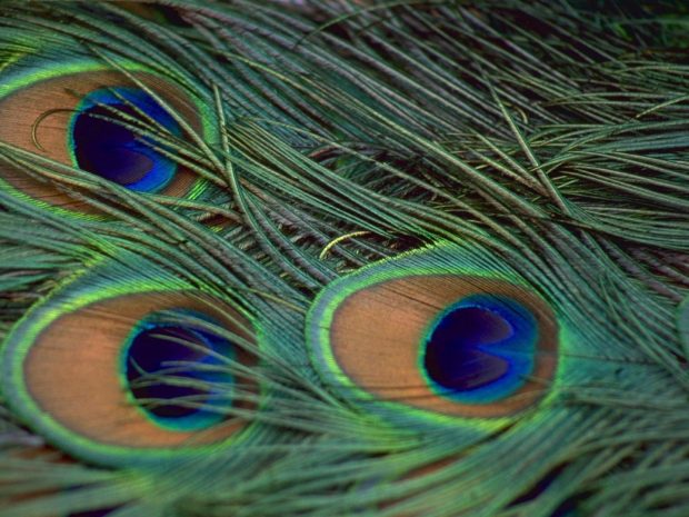 Peacock Feathers Desktop Background.