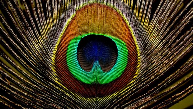 Peacock Feathers Desktop Backgrounds.