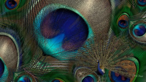 Peacock Feathers Desktop Wallpapers.
