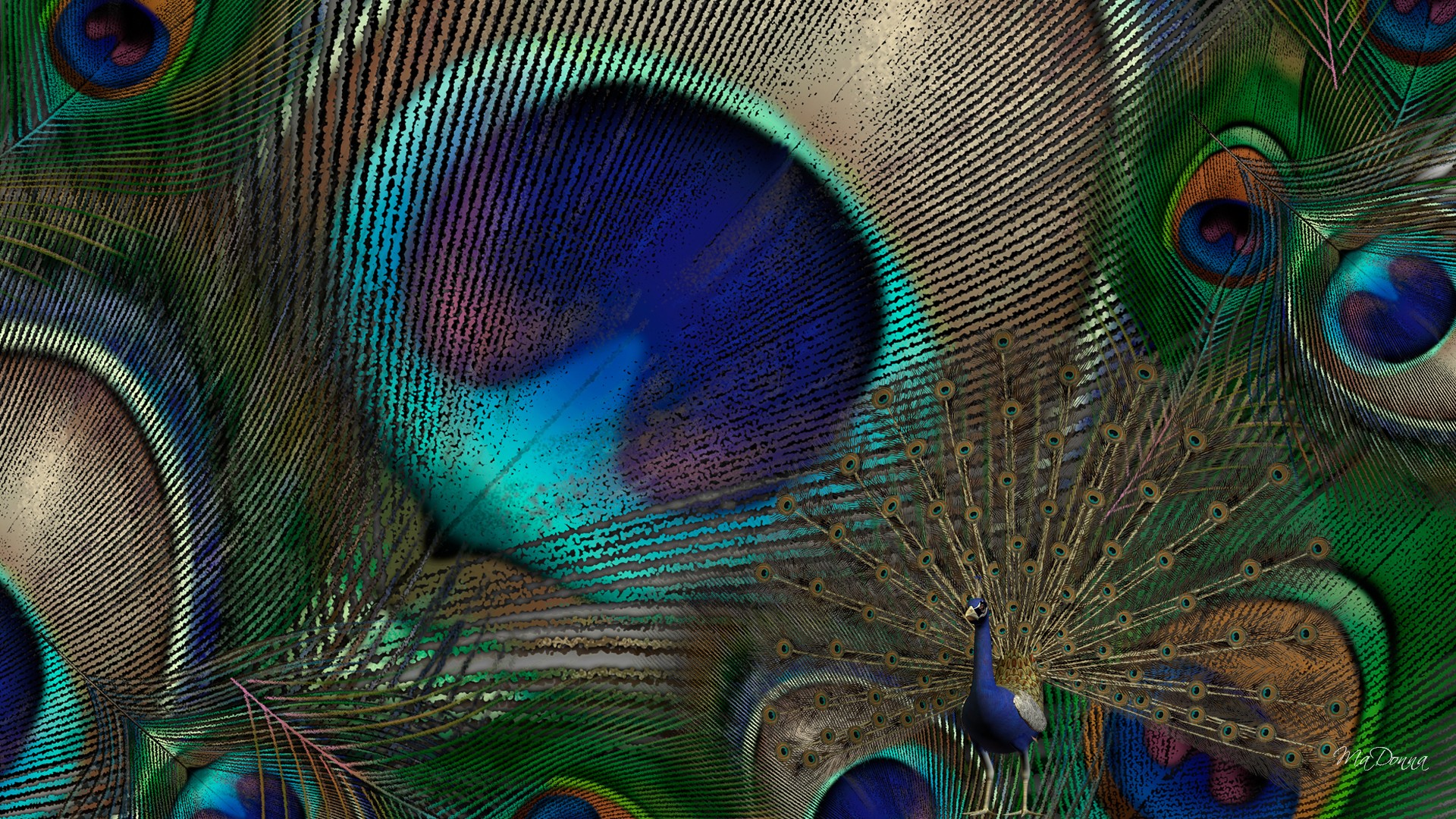 Download Peacock Feathers Wallpapers Free Pixelstalk Net