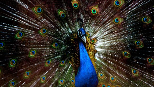 Peacock Feathers HD Image.
