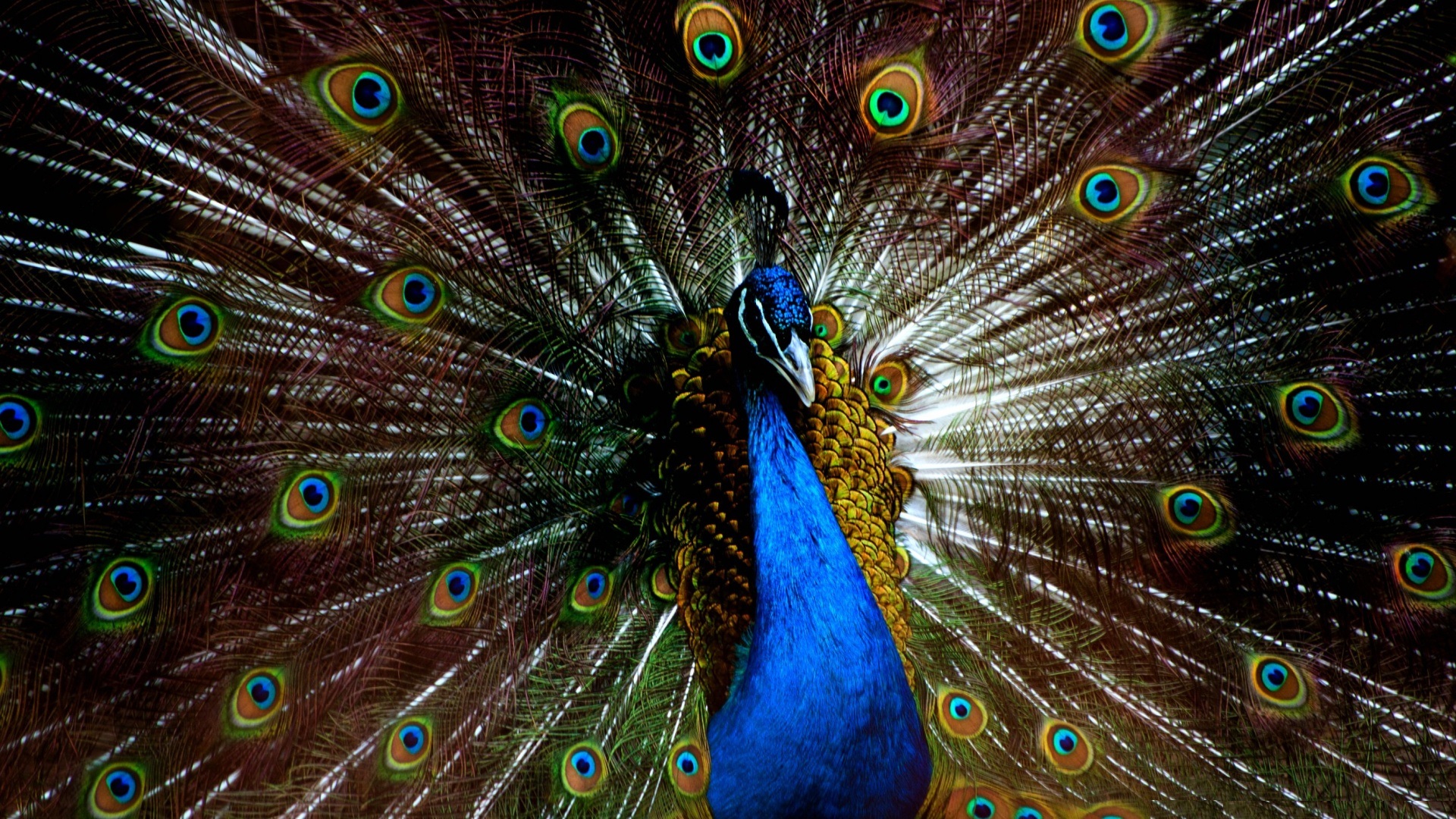 Peacock Feathers Wallpaper 61 images