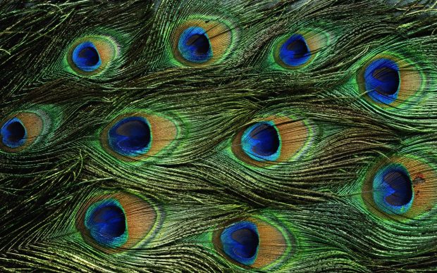 Peacock Feathers HD Wallpaper.