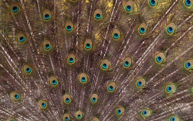Peacock Feathers Image HD.