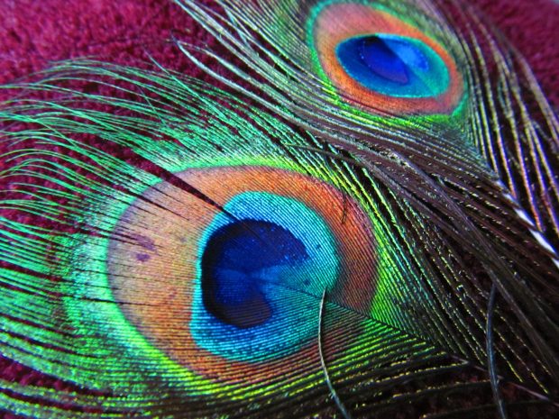Peacock Feathers Photo Download Free.