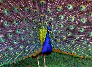 Peacock Feathers Photos.