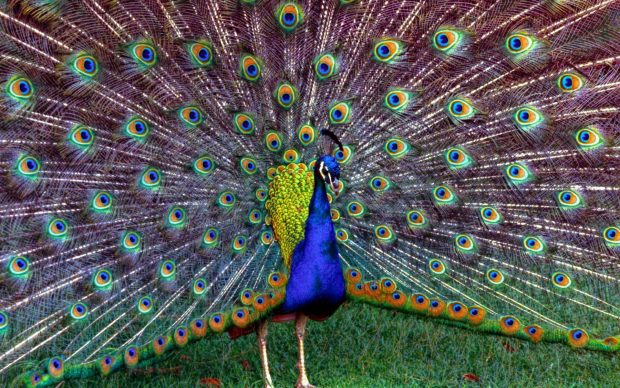 Peacock Feathers Photos.