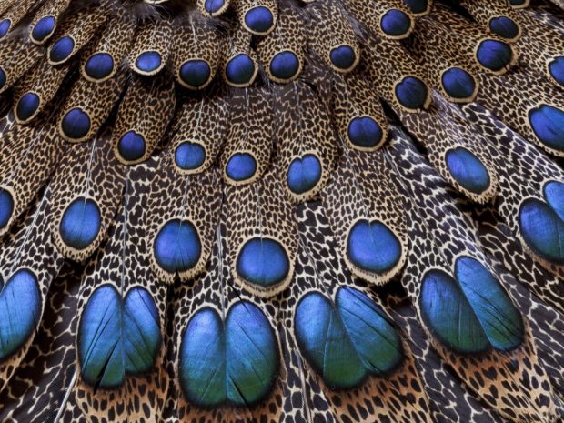 Peacock Feathers Picture HD.
