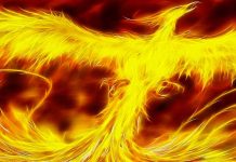 Phoenix Bird Images.