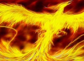 Phoenix Bird Images.